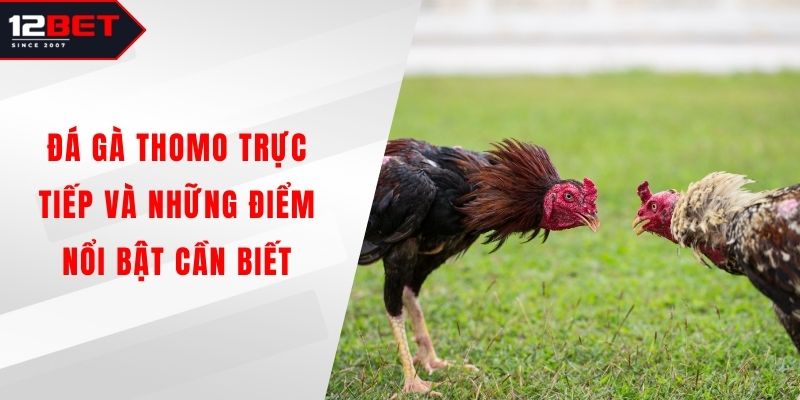 Đá Gà Thomo Trực Tiếp