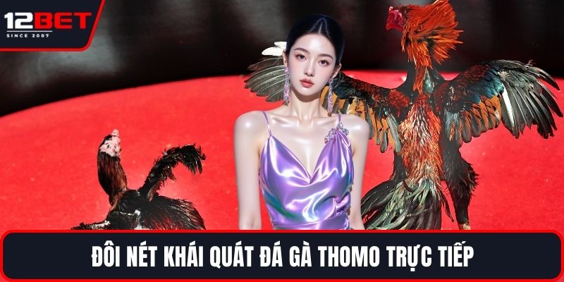 Đá Gà Thomo Trực Tiếp Và Những Điểm Nổi Bật Cần Biết 2 Đôi nét khái quát đá gà Thomo trực tiếp