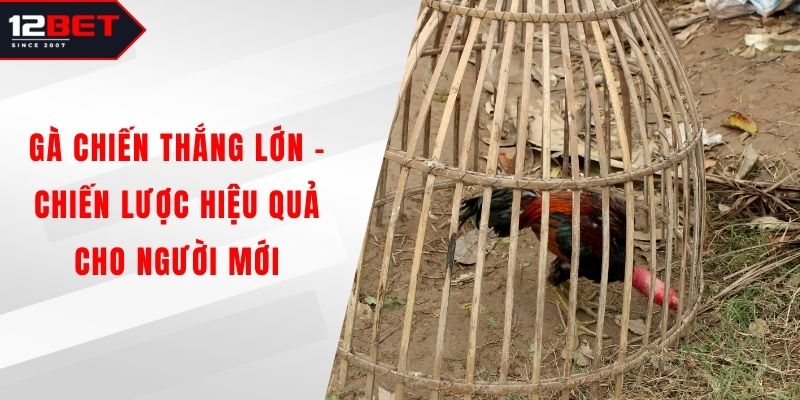 Gà Chiến Thắng Lớn