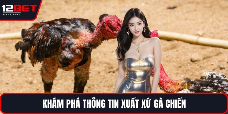Gà Chiến Thắng Lớn - Chiến Lược Hiệu Quả Cho Người Mới 4 Khám phá thông tin xuất xứ gà chiến
