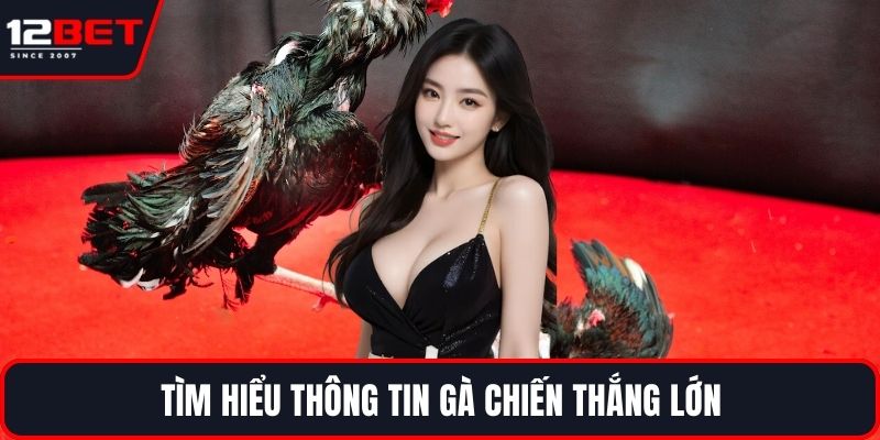 Gà Chiến Thắng Lớn - Chiến Lược Hiệu Quả Cho Người Mới 2 Tìm hiểu thông tin gà chiến thắng lớn