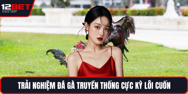 Trải nghiệm đá gà truyền thống cực kỳ lôi cuốn